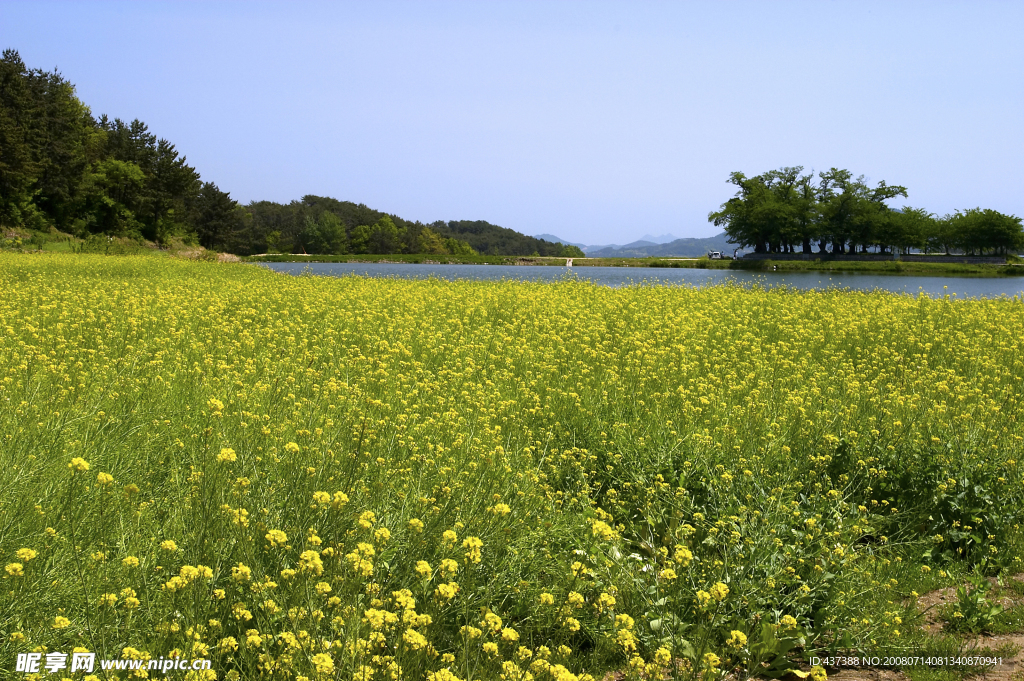 油菜花