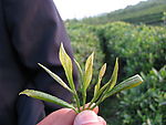 高清茶芽照片