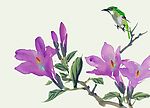 鸟的水彩画