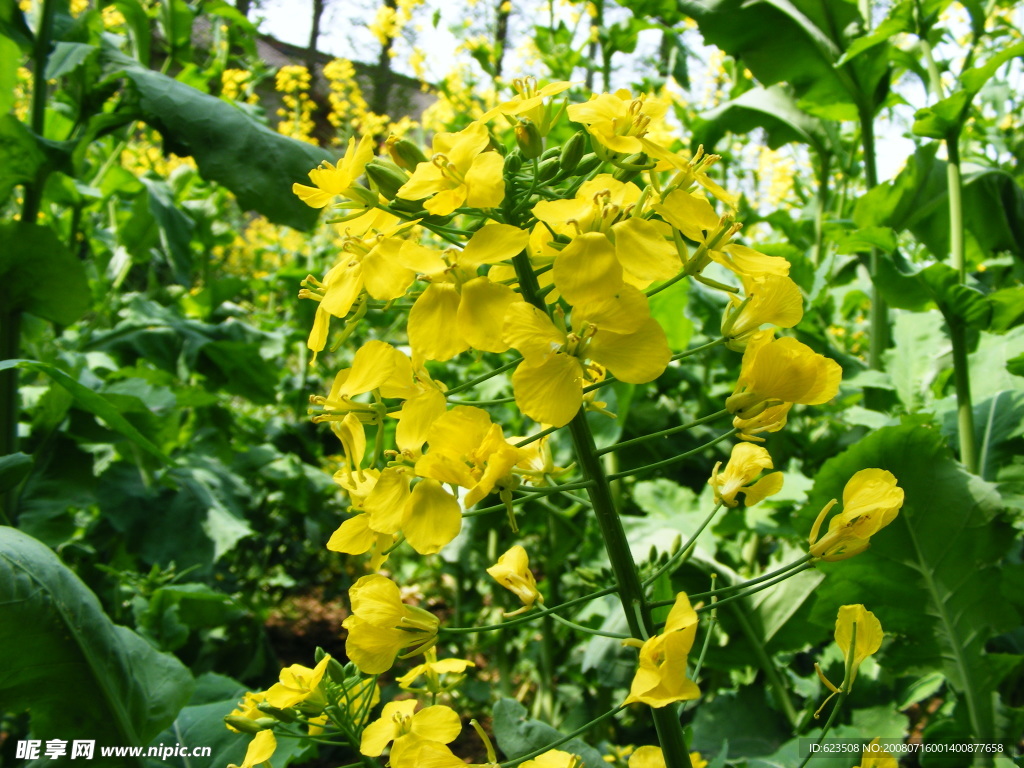 油菜花
