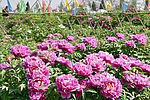 菏泽牡丹