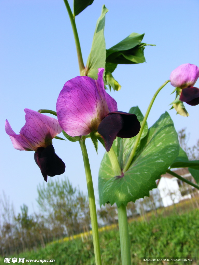 豌豆花茎叶