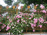 花墙