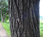 大树