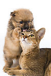 精美的猫猫图片素材