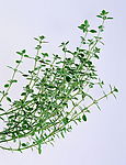 花茶剪影
