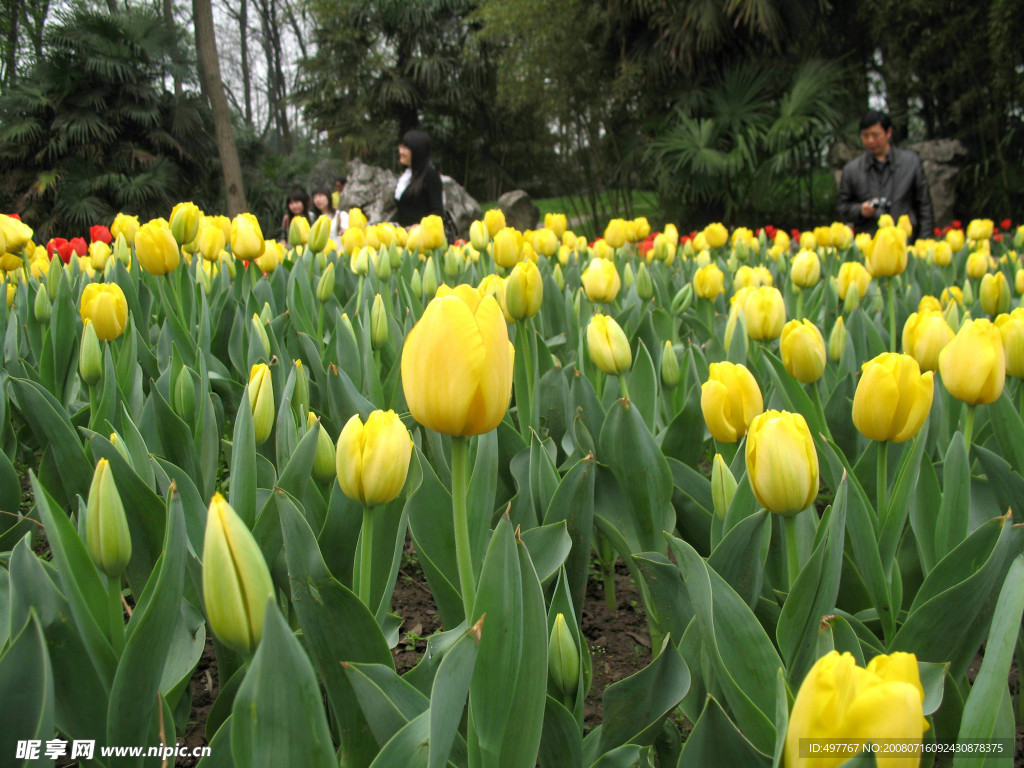 郁金香花园