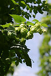 捷克酒花