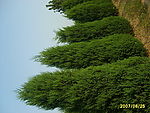 松树