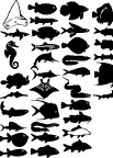 海洋生物合集