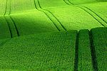 麦田