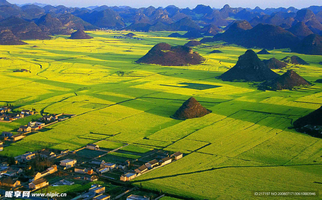 油菜花海