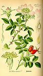 手绘植物标本图 犬蔷薇