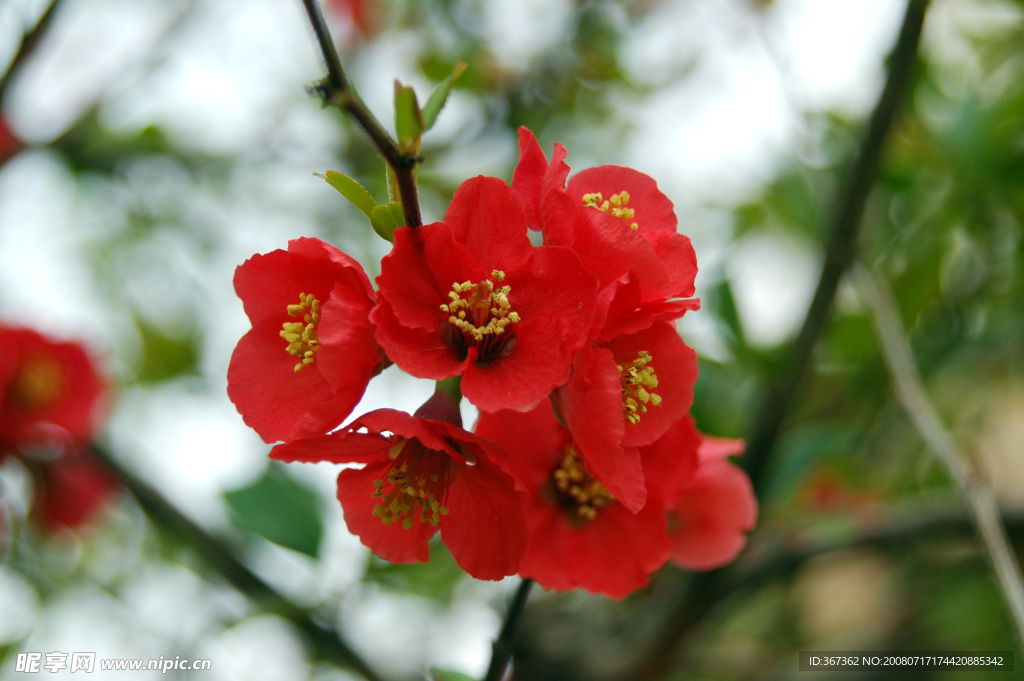 一朵红樱花