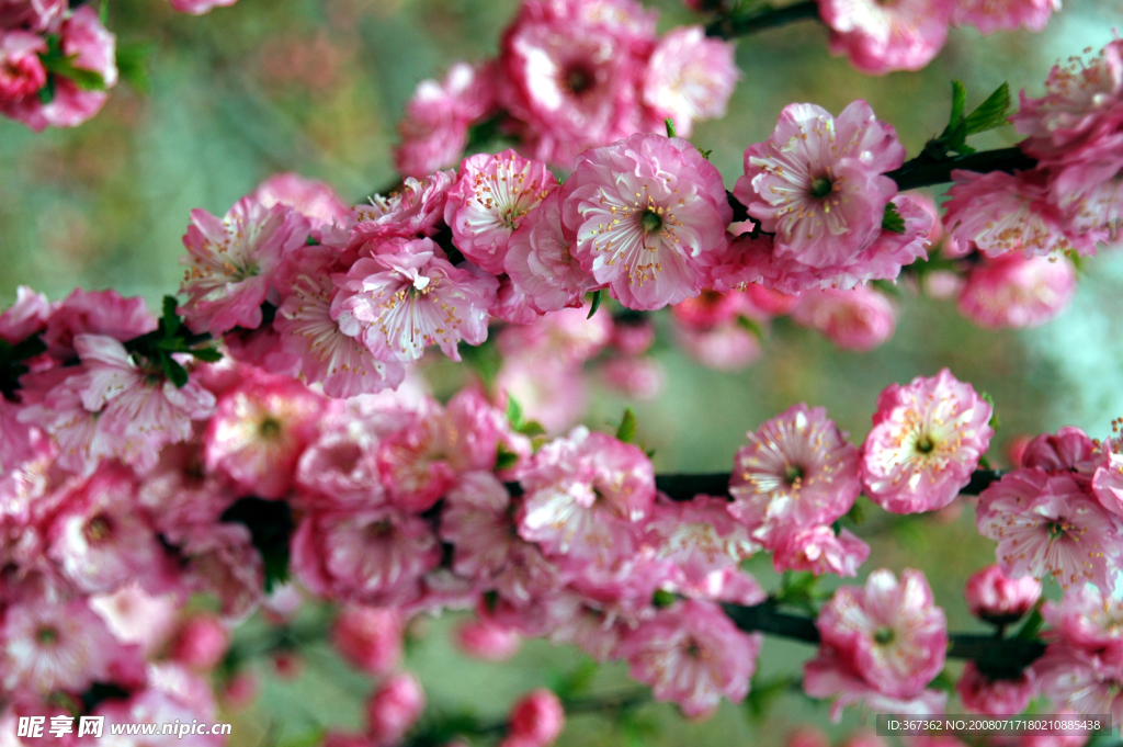 龙王塘樱花