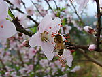 小蜜蜂采蜜忙