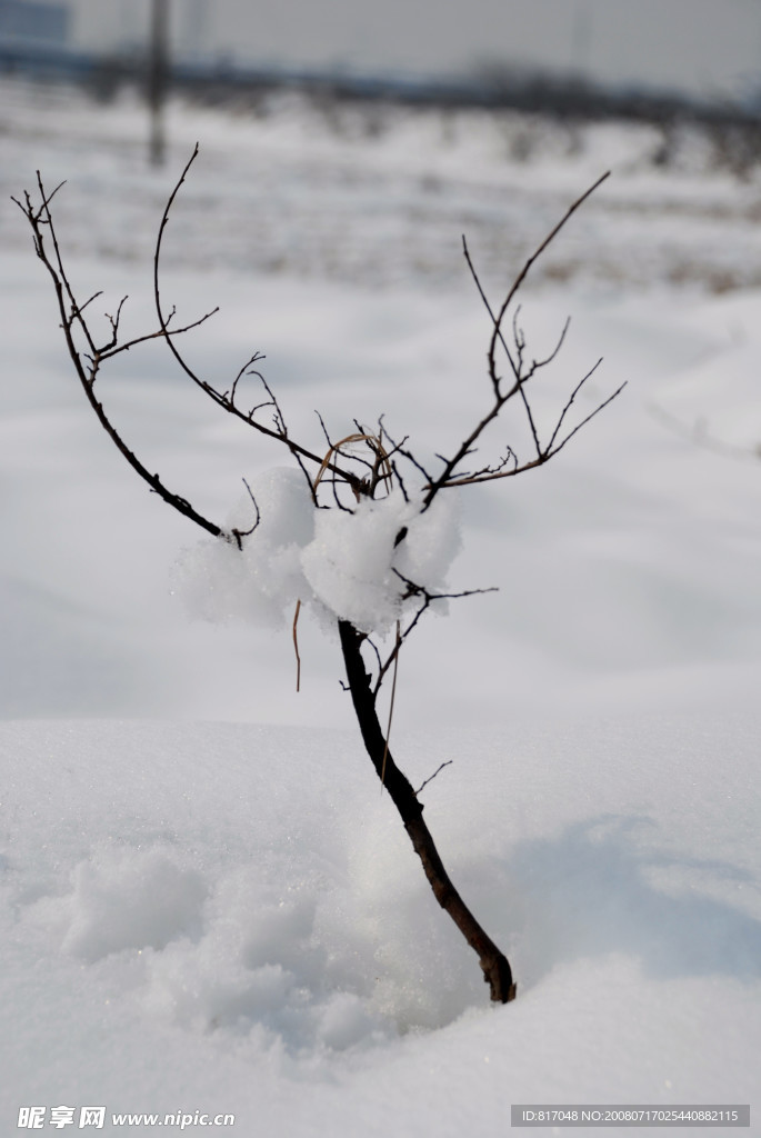 雪地