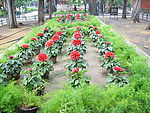 花圃