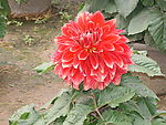 鲜花
