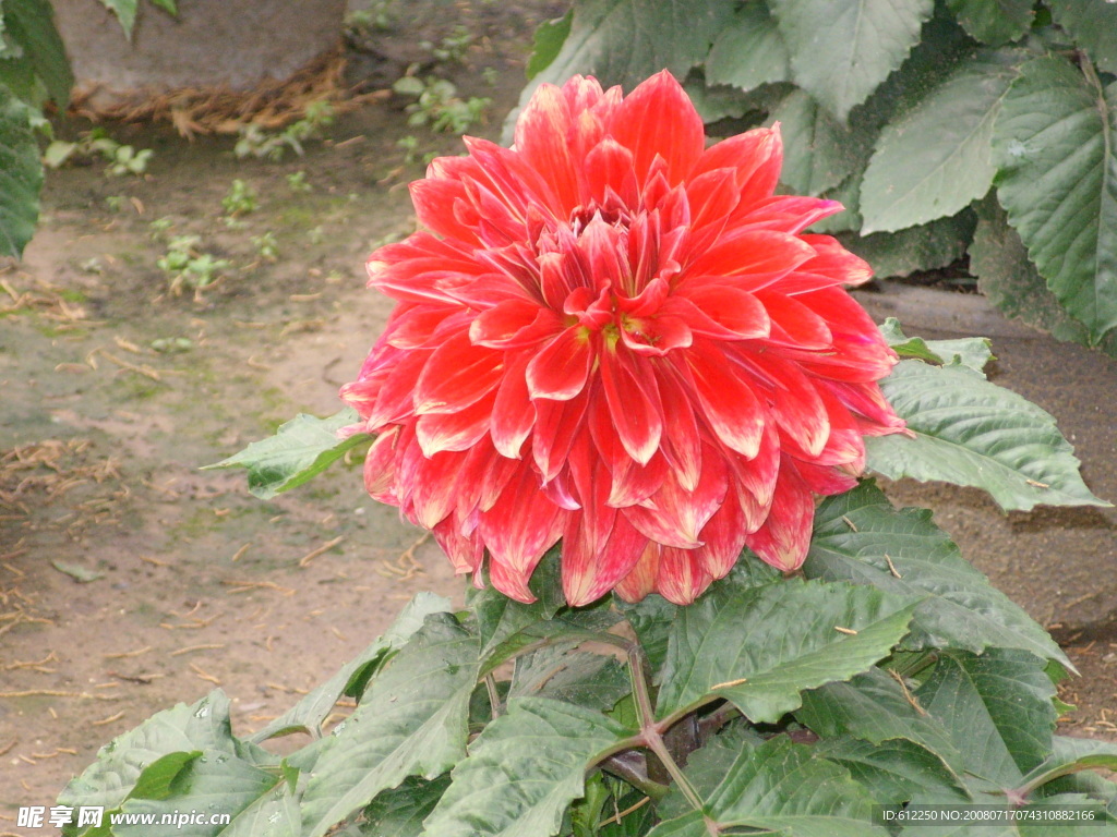 鲜花