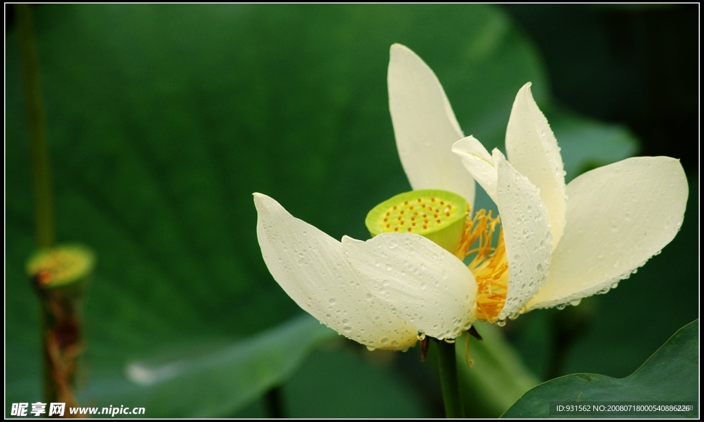 荷花