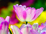 花从