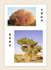 戈壁珍珠