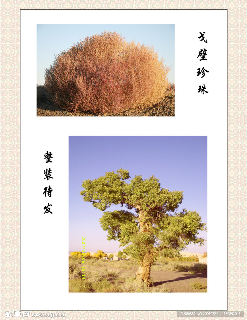 戈壁珍珠