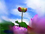 并蒂莲