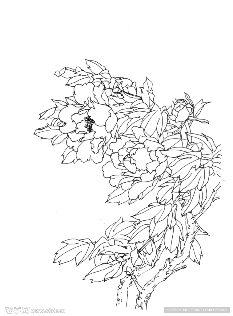 白描牡丹
