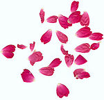 玫瑰花花瓣