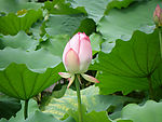 花苞