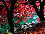 香山红叶树