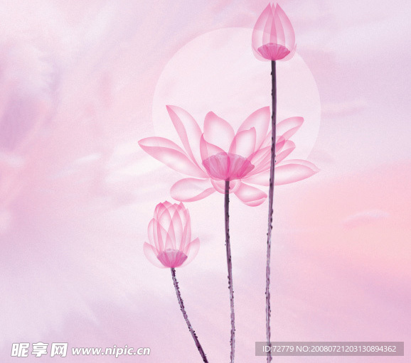荷花