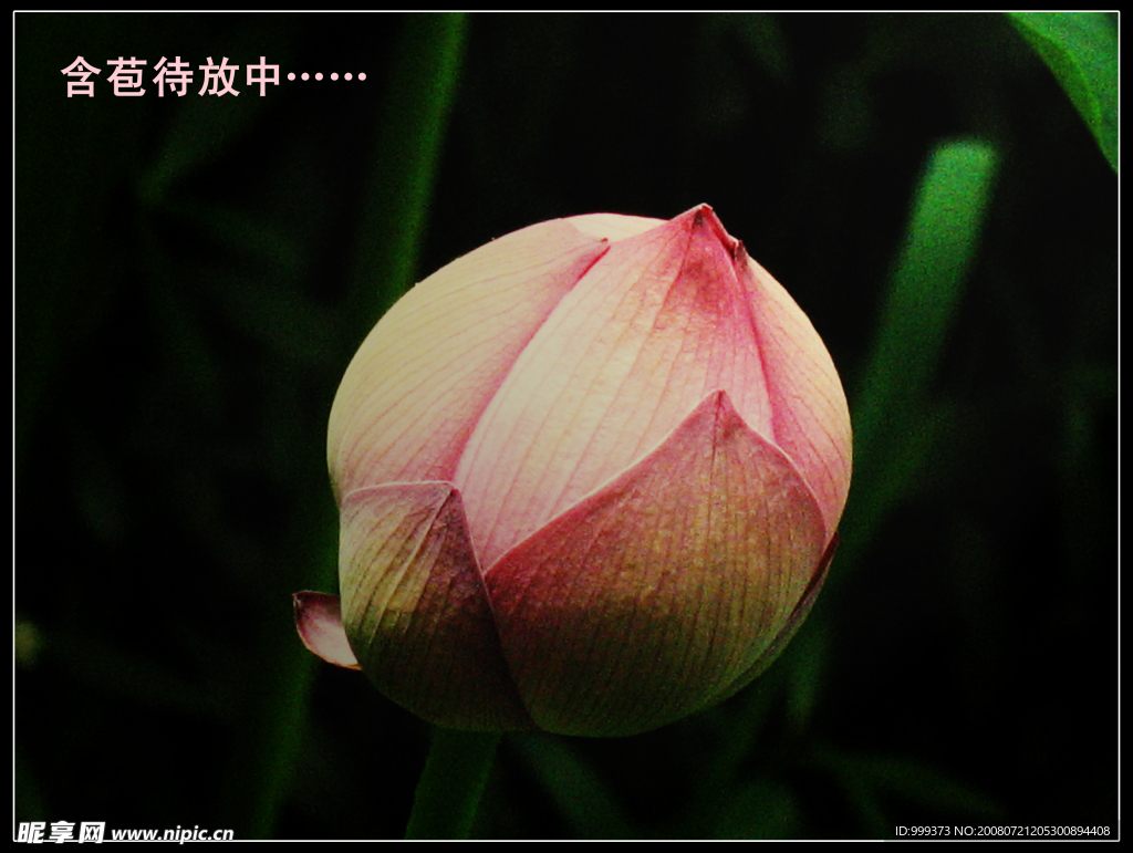 荷花