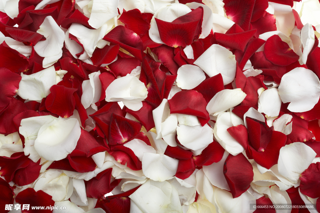 红玫瑰与白玫瑰花瓣