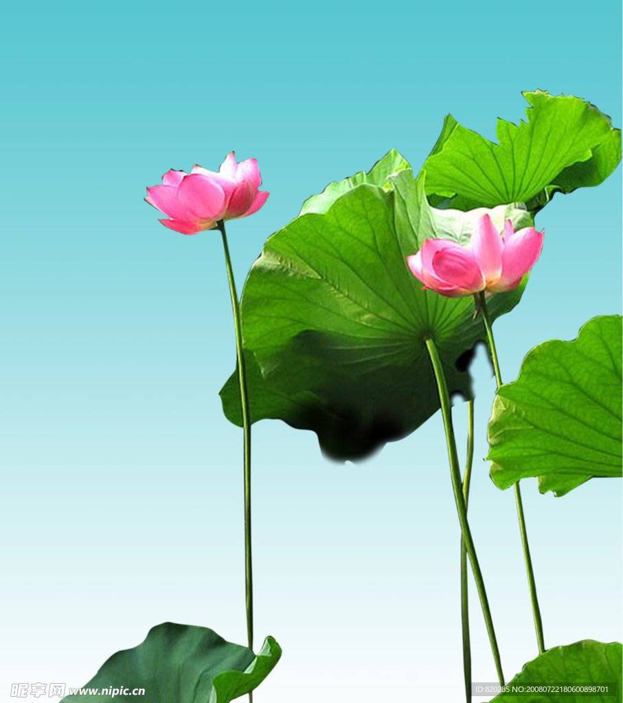 荷花