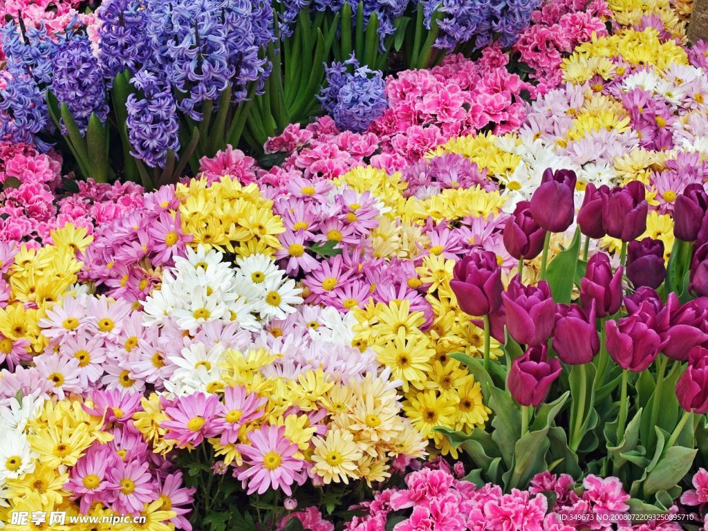 色彩艳丽的花