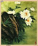 白芍药花
