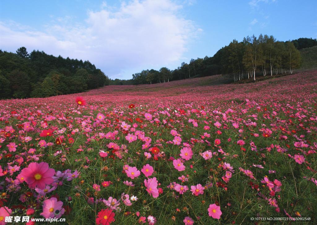 百花美景