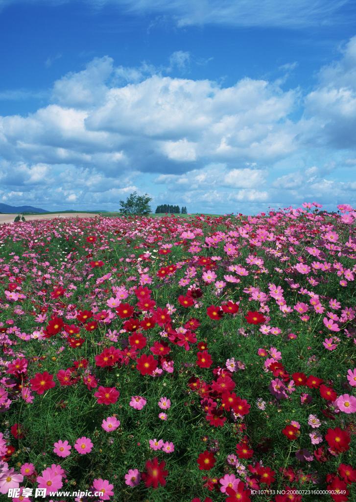 百花美景