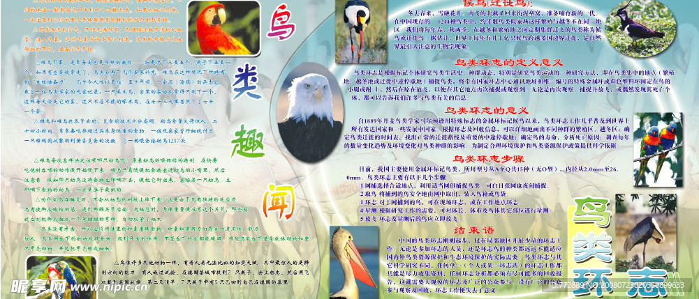 鸟类趣闻板报