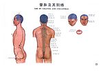 中医经络图（全套）－督脉