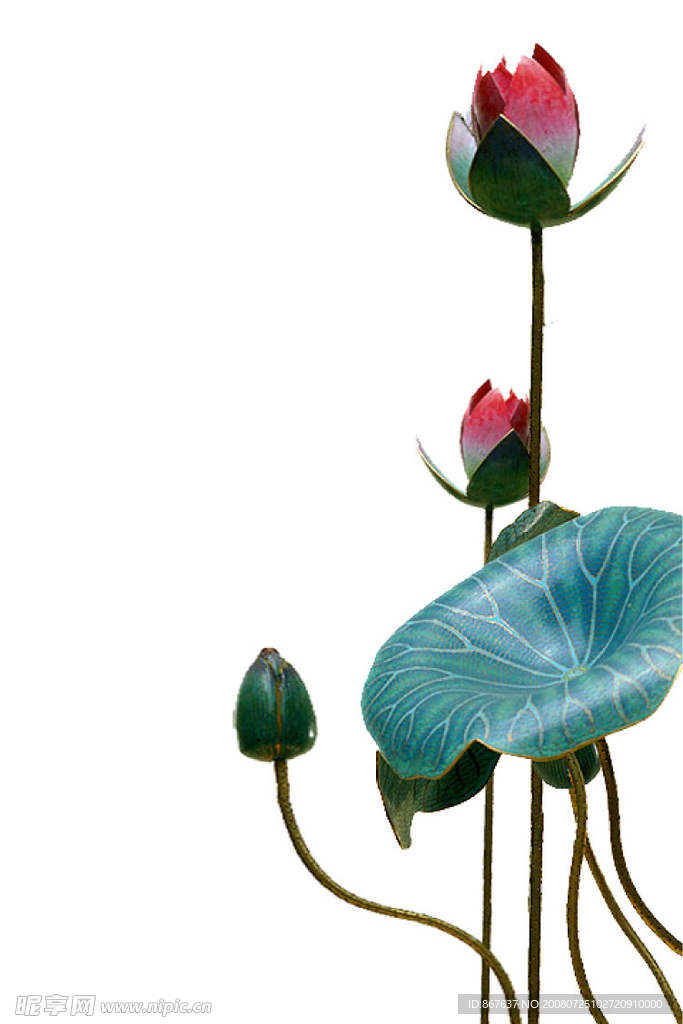荷花