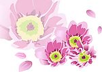 花心