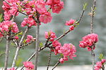 红梅花儿开