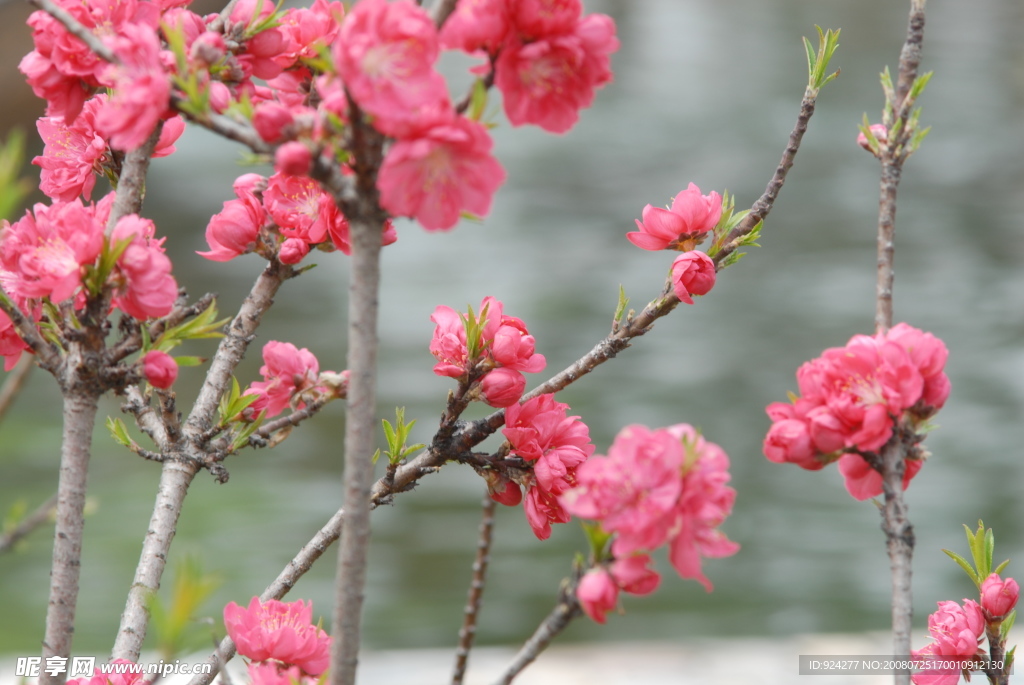 红梅花儿开