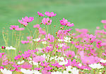 粉红花朵背景图案4
