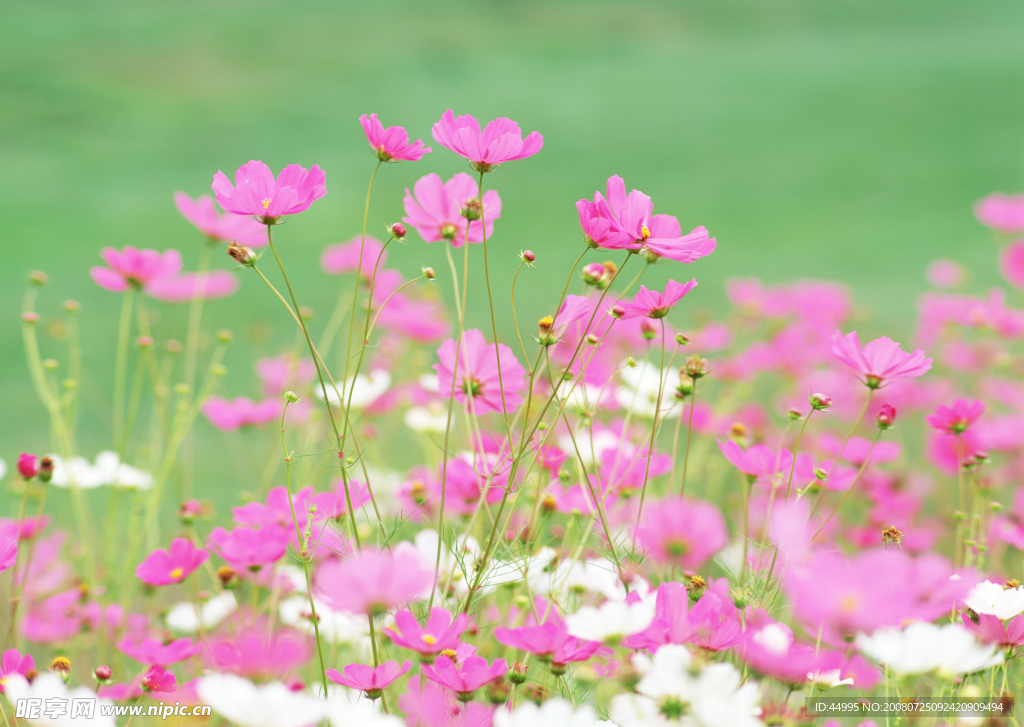 粉红花朵背景图案4