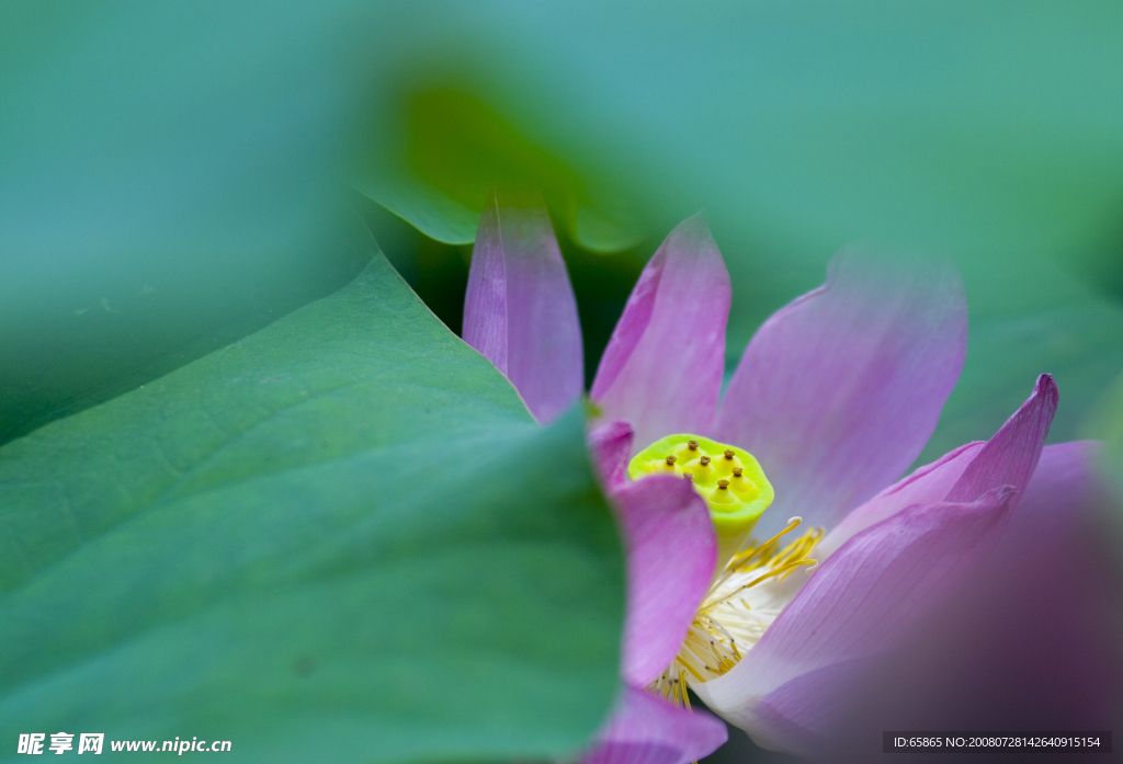 荷花